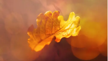 A.M.R & Cornelius SA – Amber Sunlight Falls